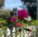 roses for infusing